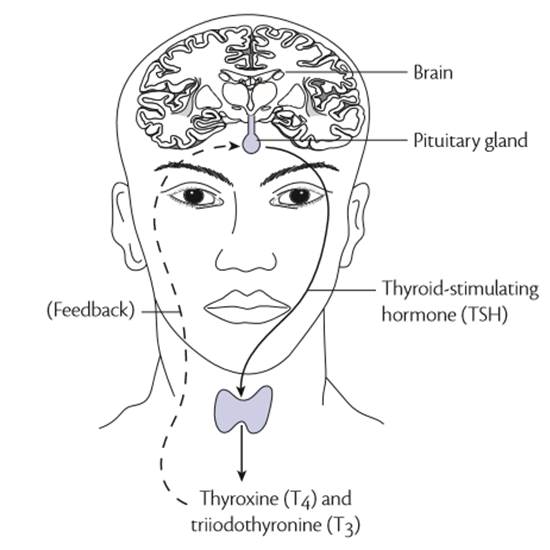 tsh (thyroid stimulating hormone) ultrasensitive test